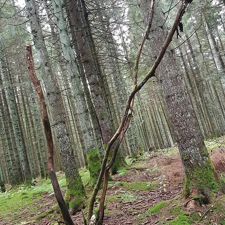 Entspannungsurlaub Mit Hund *